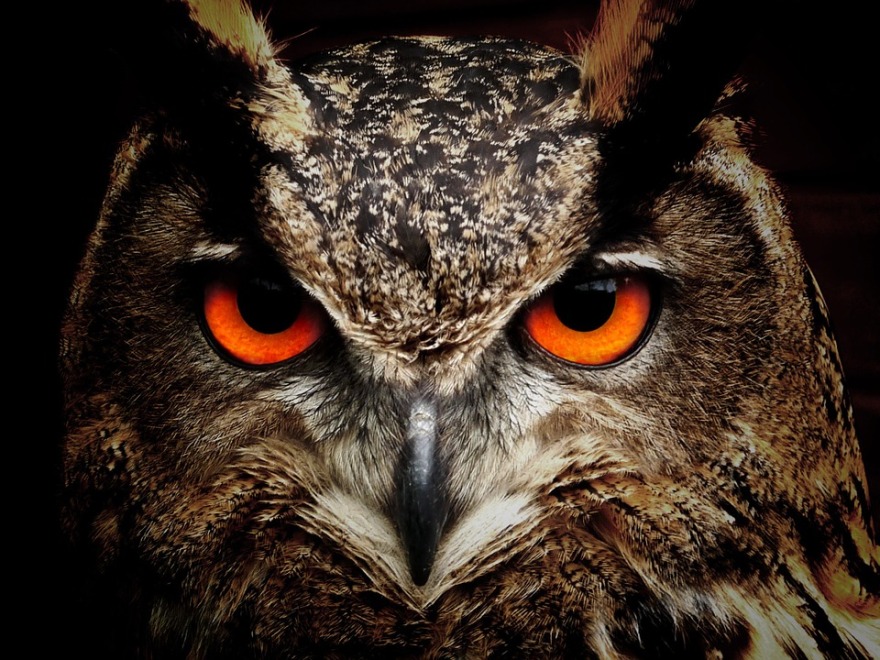 eyes-of-an-owl