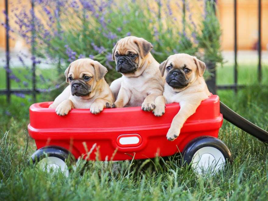 Three  pug chihuahua mix - chug-  puppies  in a red wagon